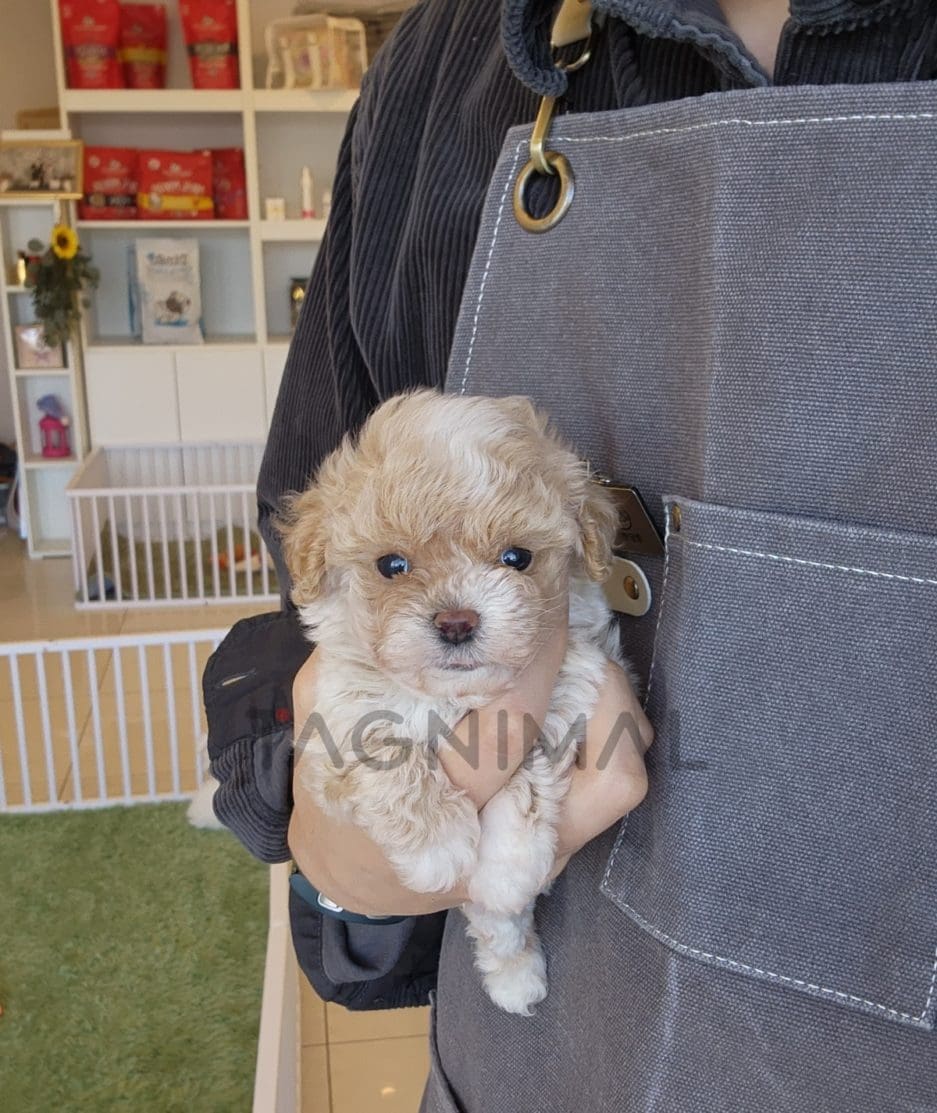 Maltipoo puppy for sale, dog for sale at Tagnimal