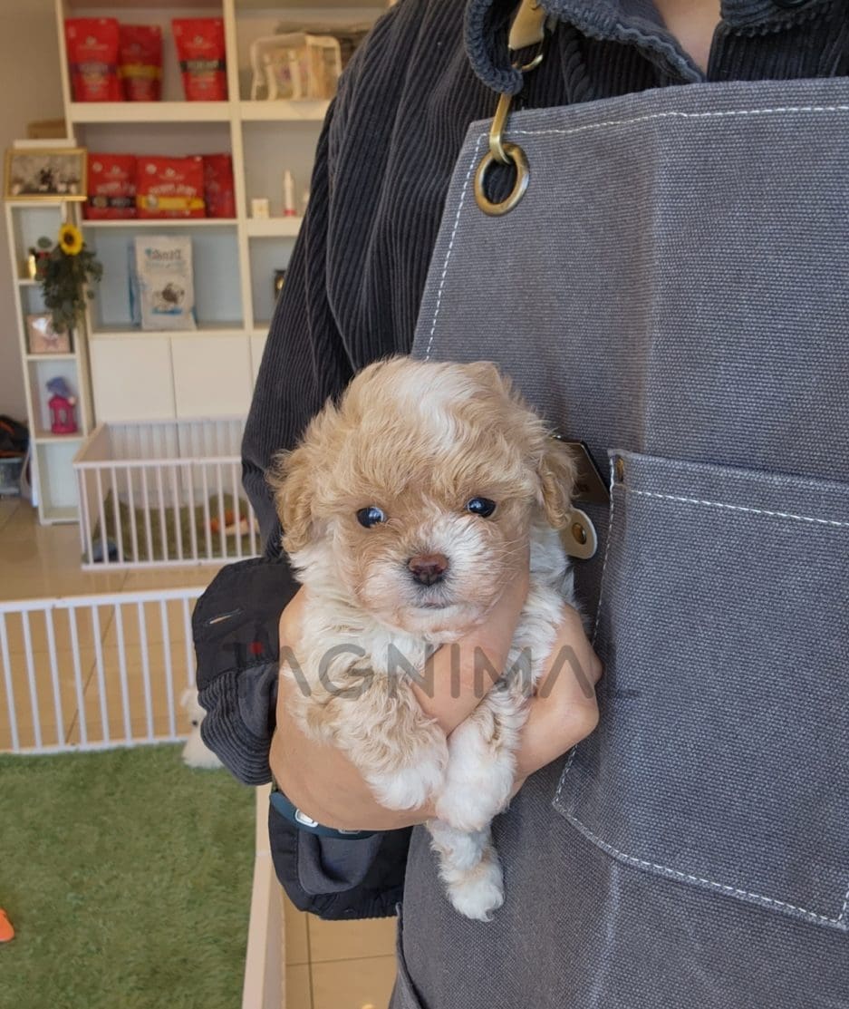 Maltipoo puppy for sale, dog for sale at Tagnimal