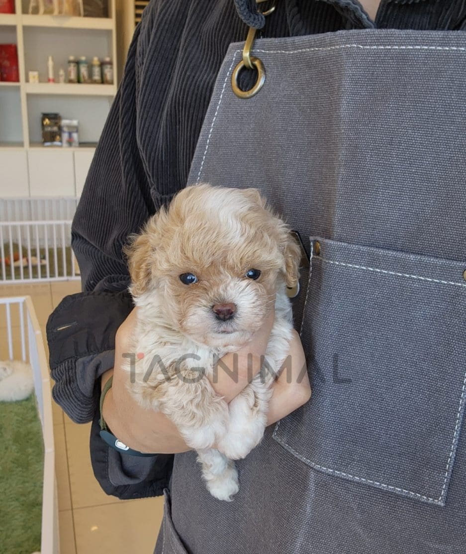 Maltipoo puppy for sale, dog for sale at Tagnimal