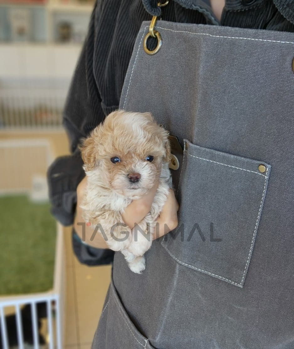 Maltipoo puppy for sale, dog for sale at Tagnimal