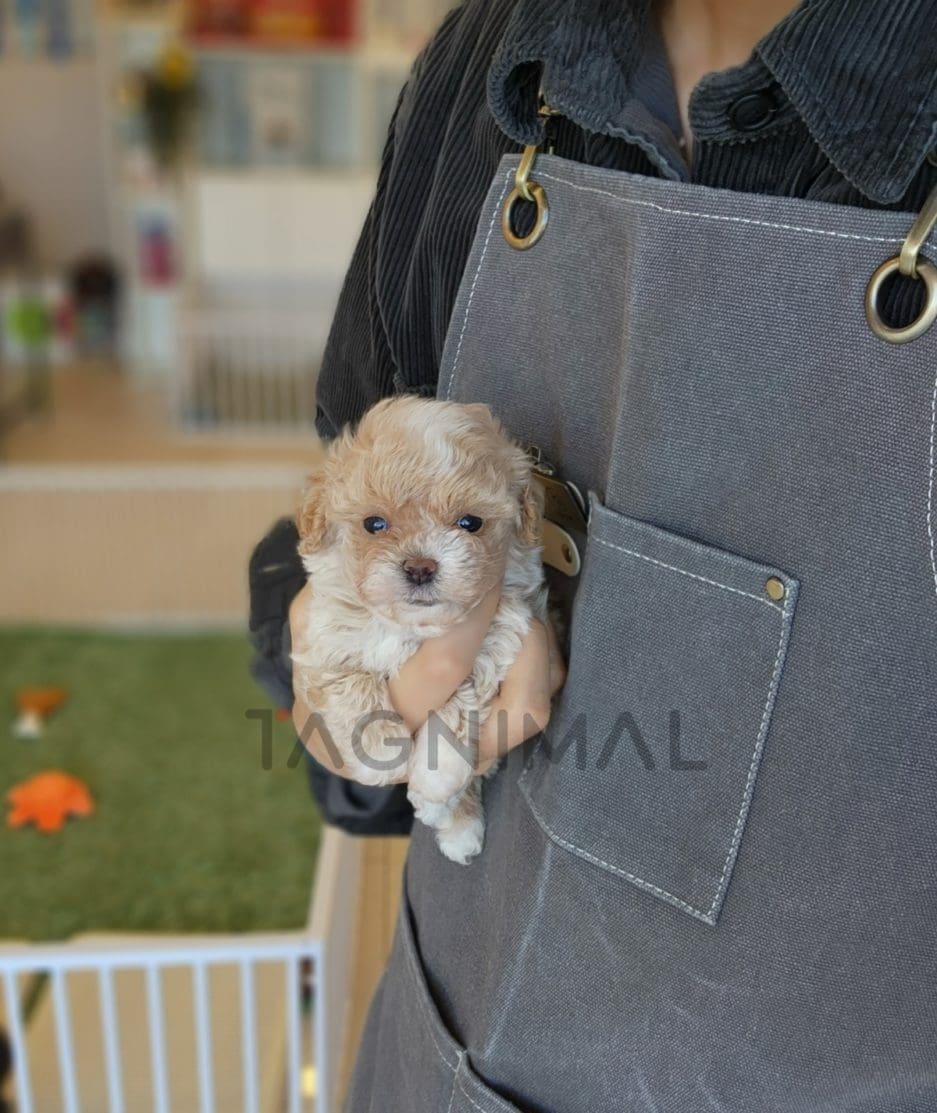 Maltipoo puppy for sale, dog for sale at Tagnimal