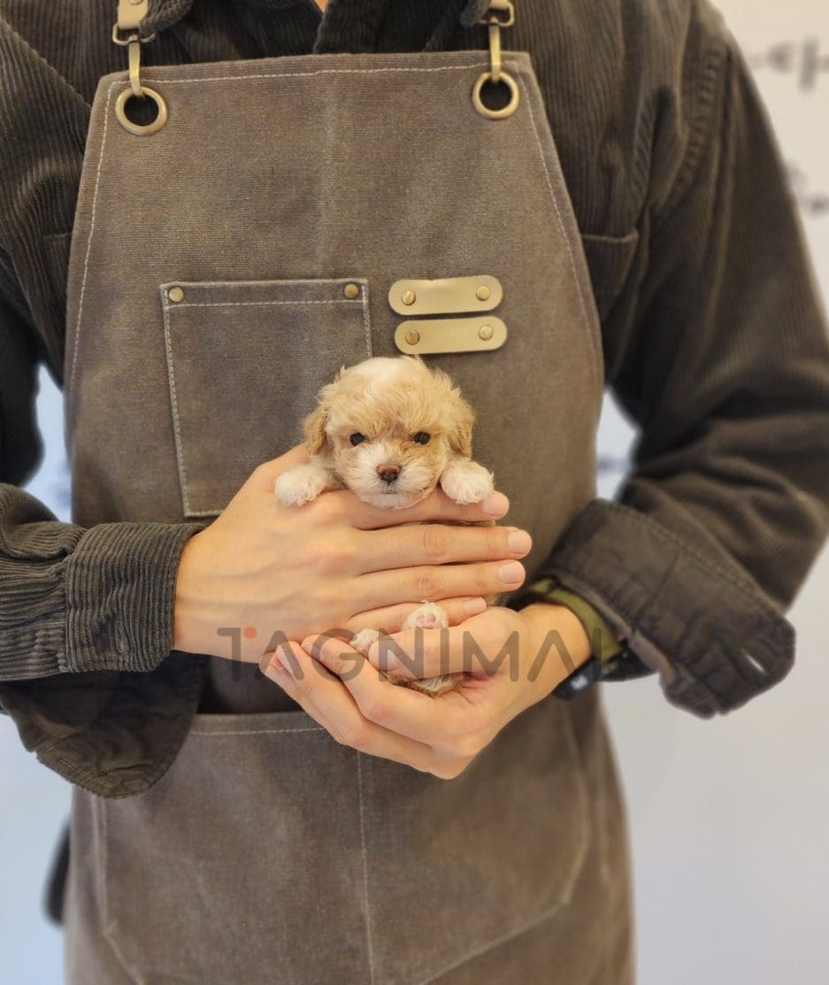 Maltipoo puppy for sale, dog for sale at Tagnimal