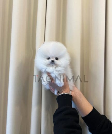 Pomeranian for sale, dog for sale at Tagnimal