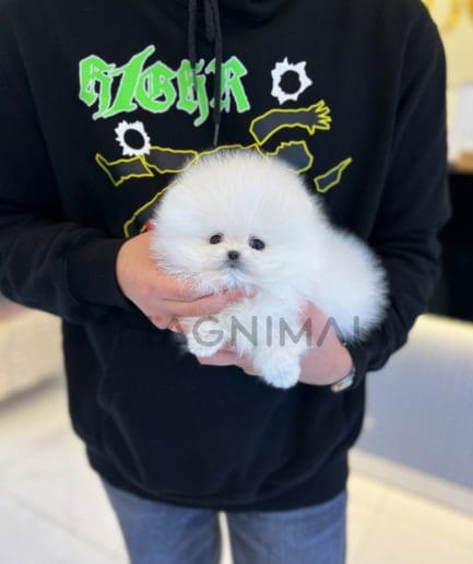 Pomeranian for sale, dog for sale at Tagnimal