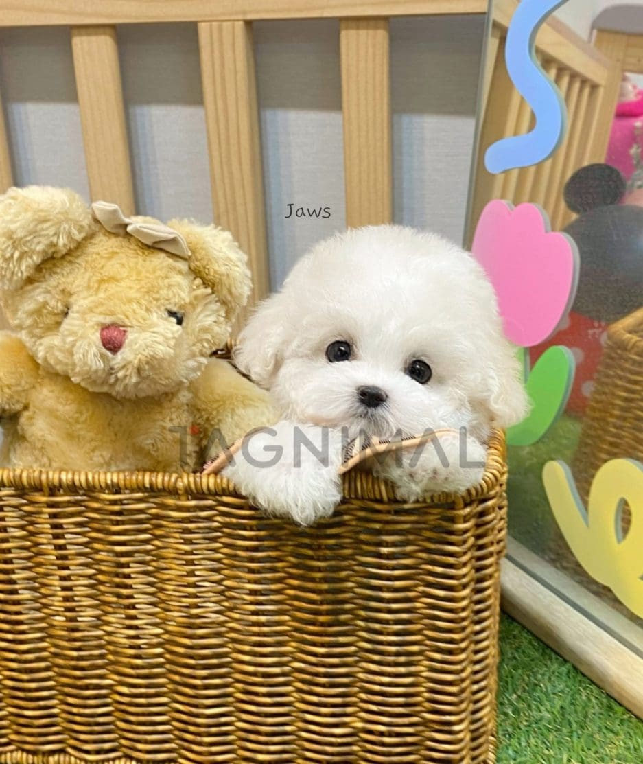 Bichon puppy for sale, dog for sale at Tagnimal