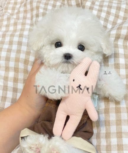 Bichon puppy for sale, dog for sale at Tagnimal