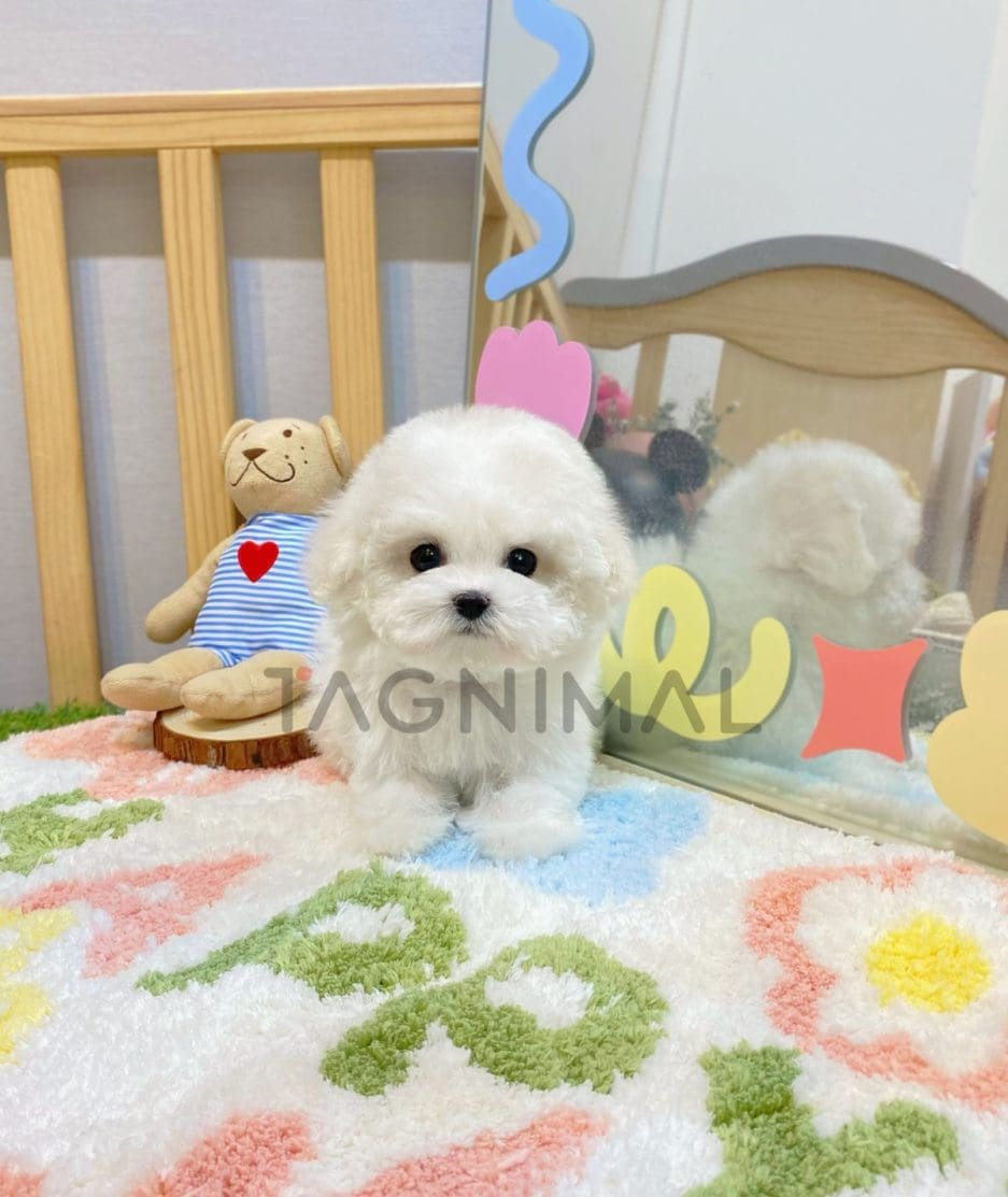 Bichon puppy for sale, dog for sale at Tagnimal