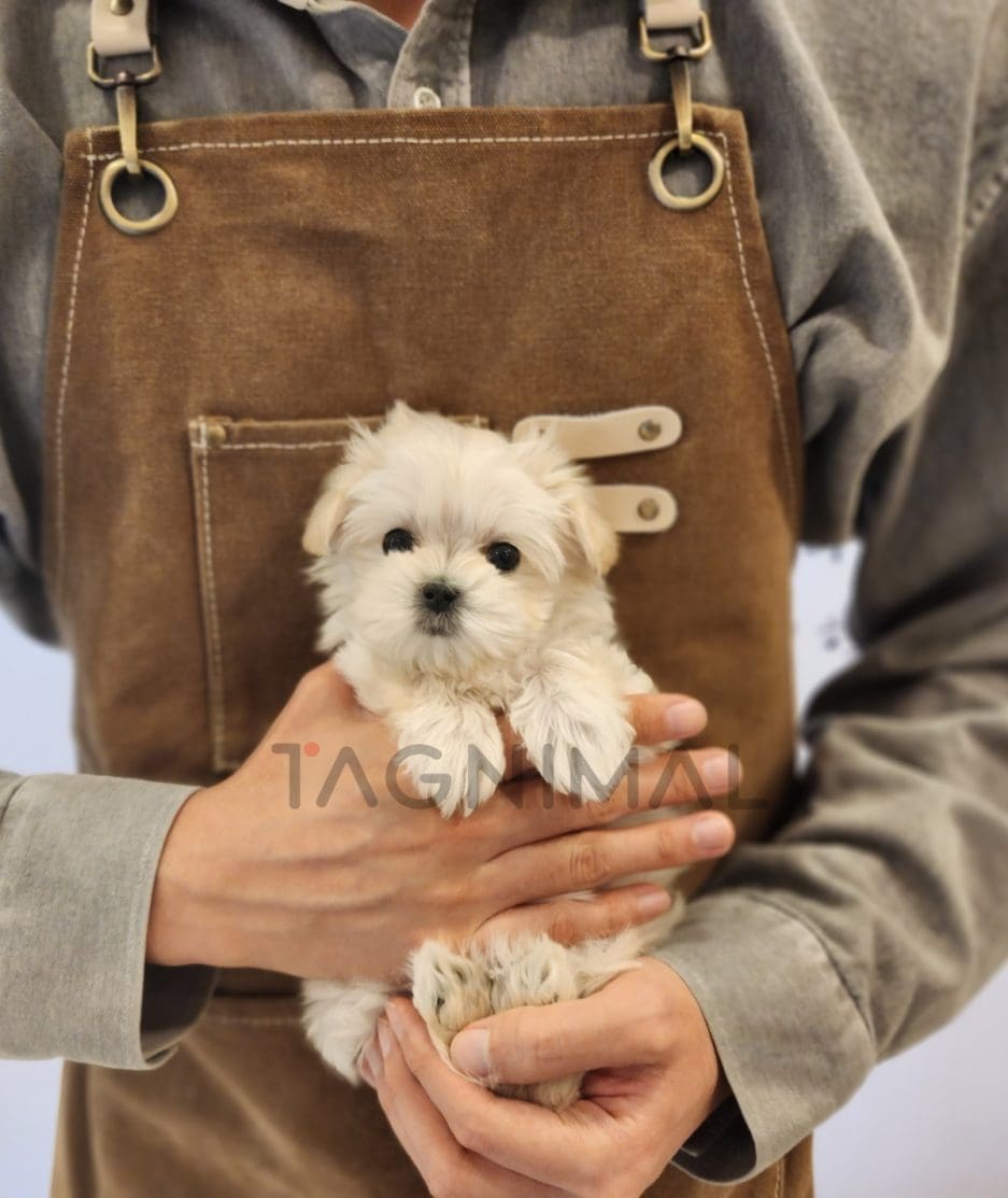 Coton de Tulear for sale, dog for sale at Tagnimal