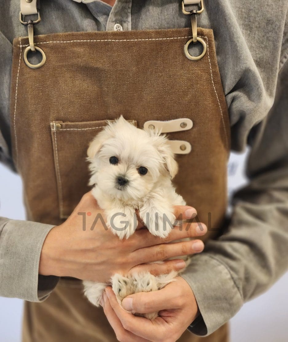 Coton de Tulear for sale, dog for sale at Tagnimal