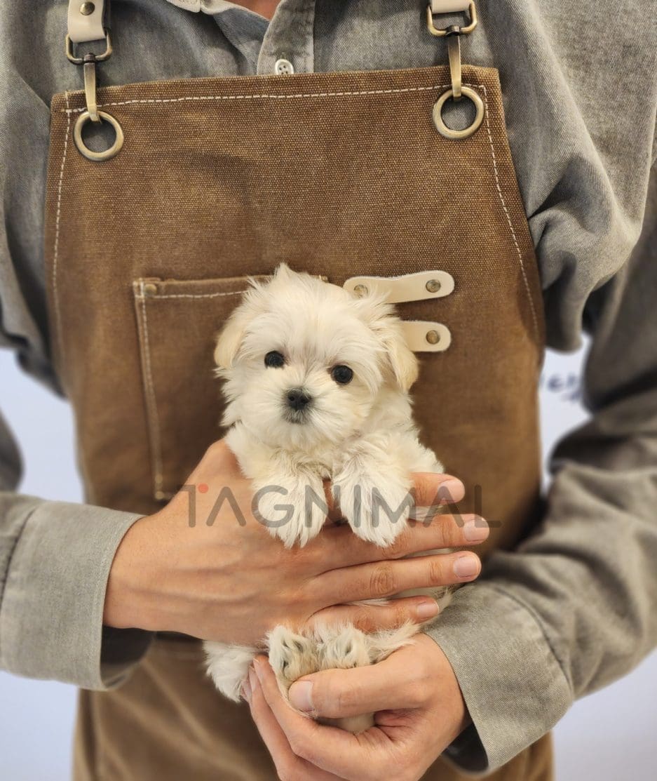 Coton de Tulear for sale, dog for sale at Tagnimal