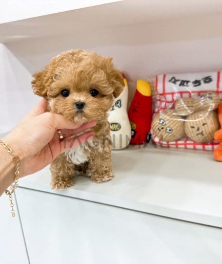 Maltipoo puppy for sale, dog for sale at Tagnimal