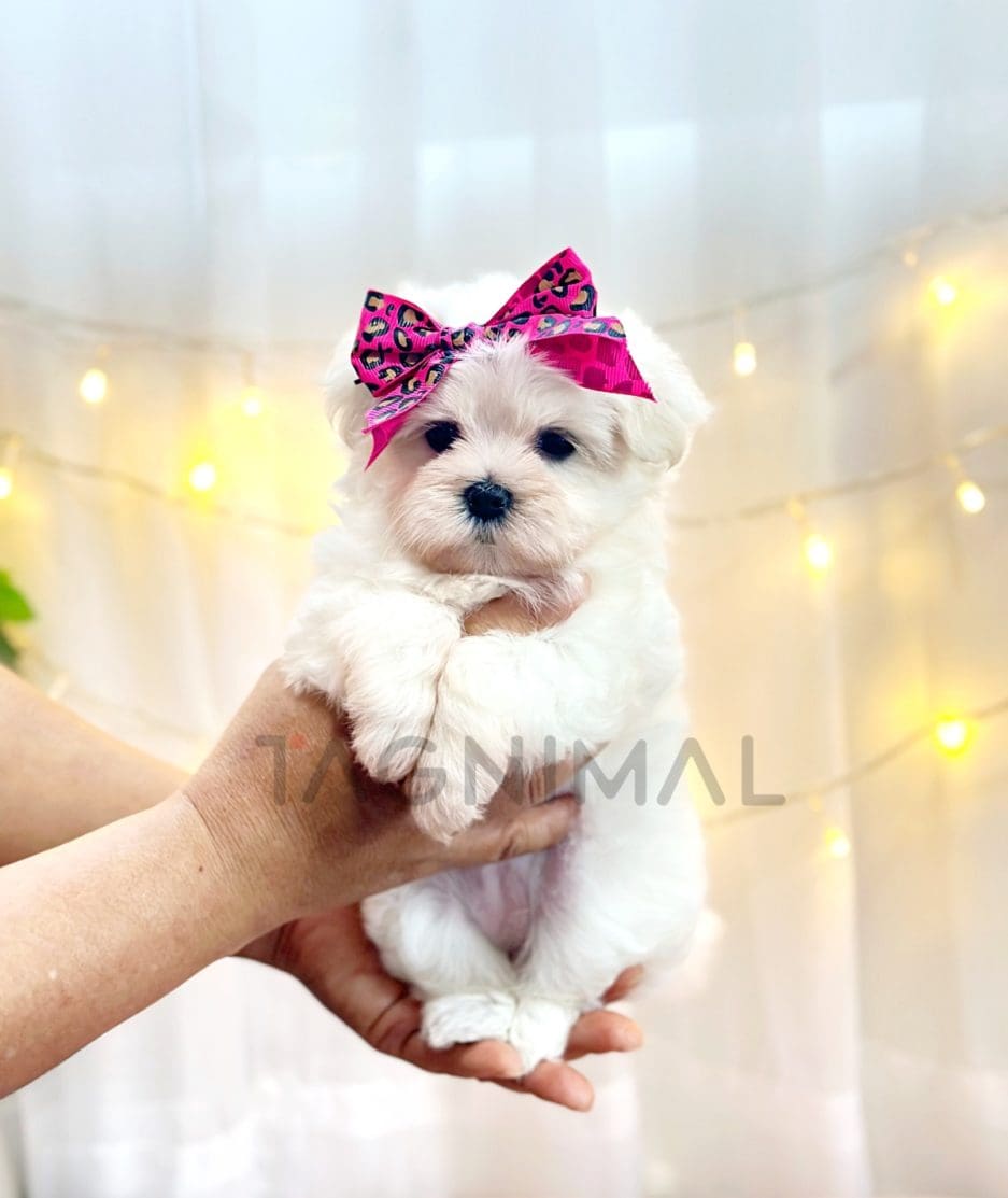 Maltese puppy for sale, dog for sale at Tagnimal