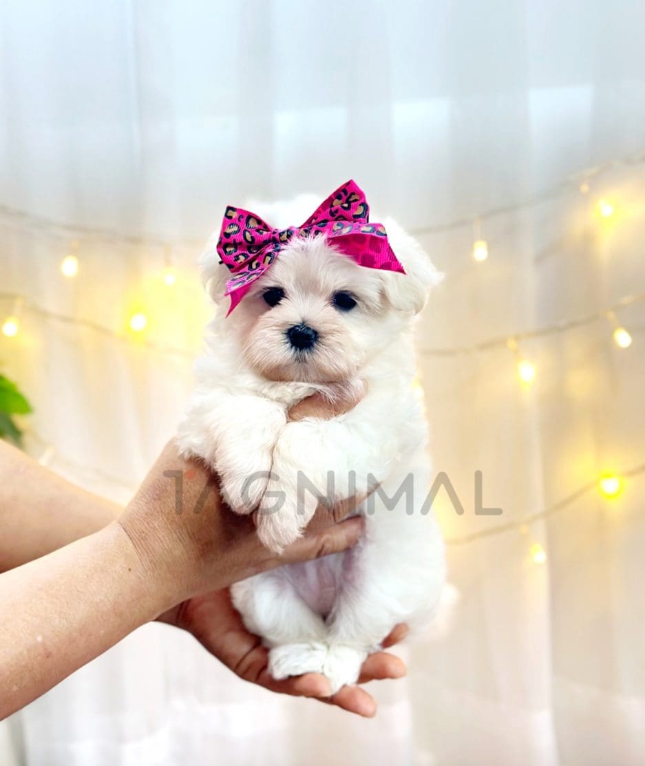 Maltese puppy for sale, dog for sale at Tagnimal