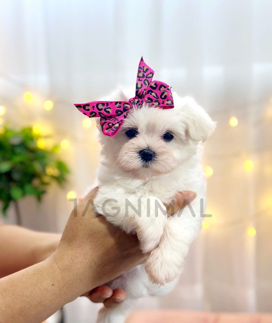 Maltese puppy for sale, dog for sale at Tagnimal