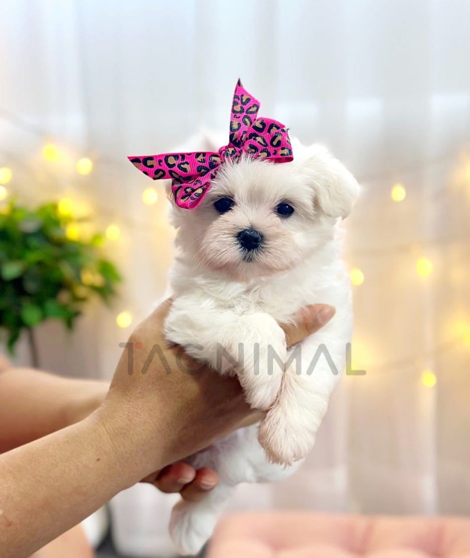 Maltese puppy for sale, dog for sale at Tagnimal