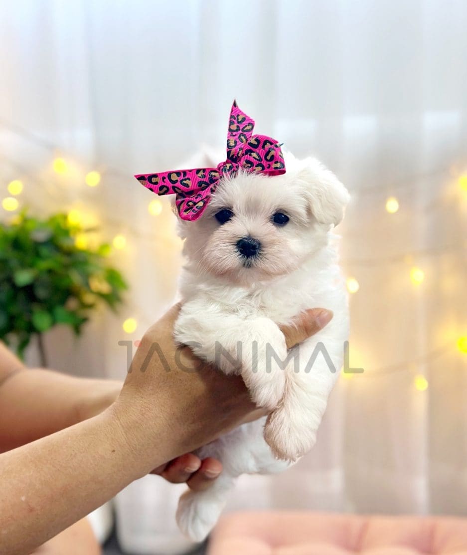 Maltese puppy for sale, dog for sale at Tagnimal