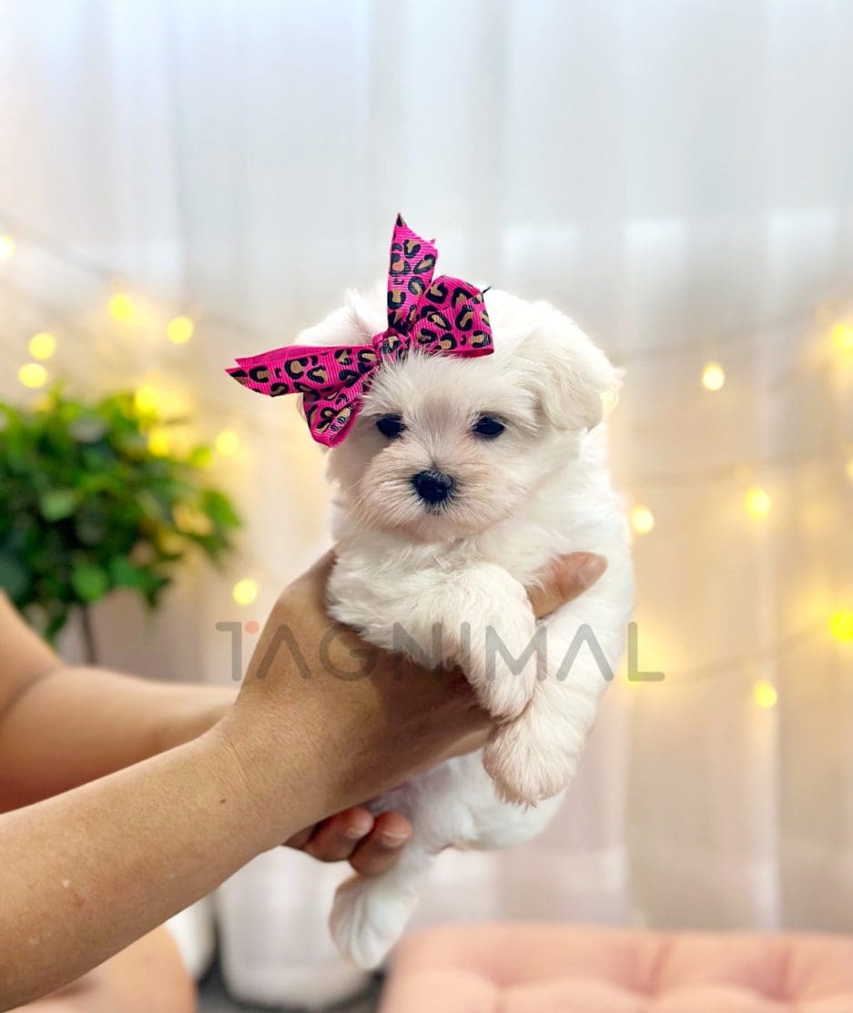 Maltese puppy for sale, dog for sale at Tagnimal