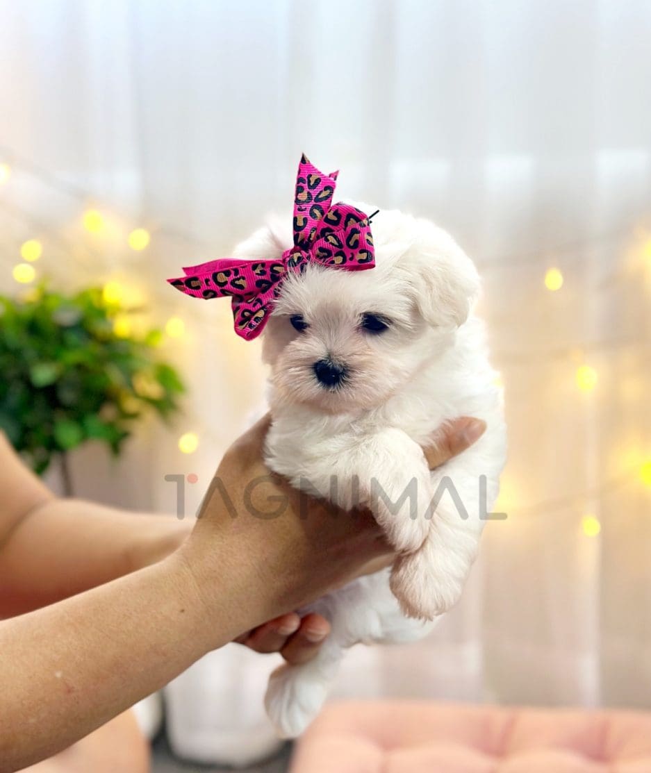 Maltese puppy for sale, dog for sale at Tagnimal