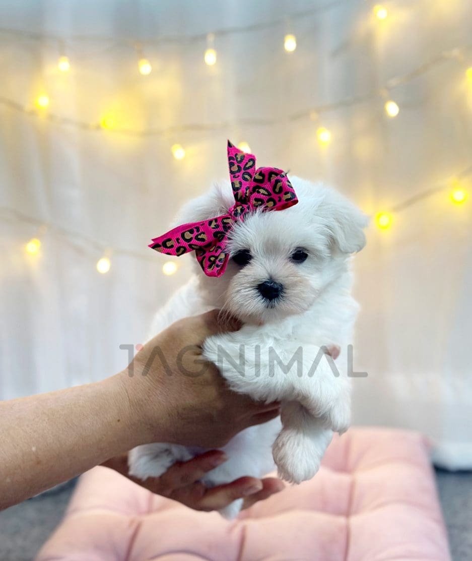 Maltese puppy for sale, dog for sale at Tagnimal