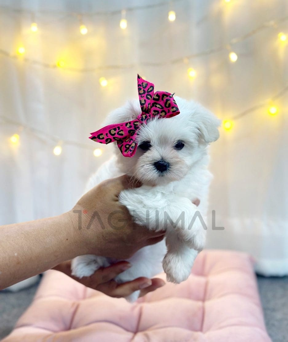 Maltese puppy for sale, dog for sale at Tagnimal