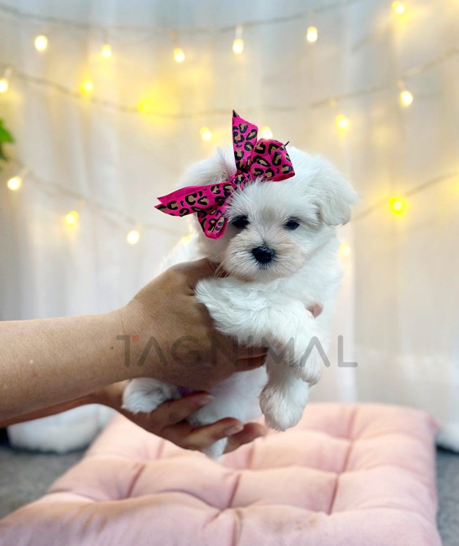 Maltese puppy for sale, dog for sale at Tagnimal