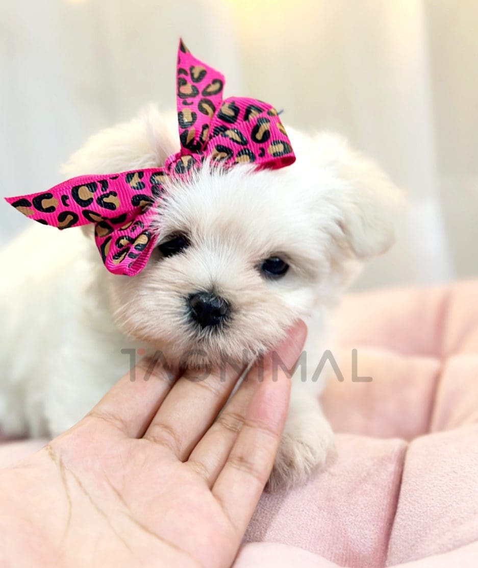 Maltese puppy for sale, dog for sale at Tagnimal