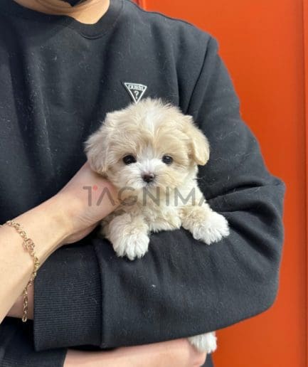 Maltipoo puppy for sale, dog for sale at Tagnimal