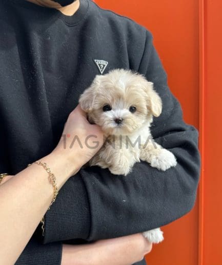 Maltipoo puppy for sale, dog for sale at Tagnimal