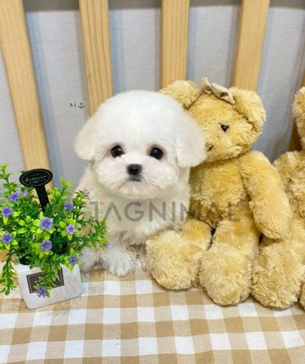 Bichon puppy for sale, dog for sale at Tagnimal