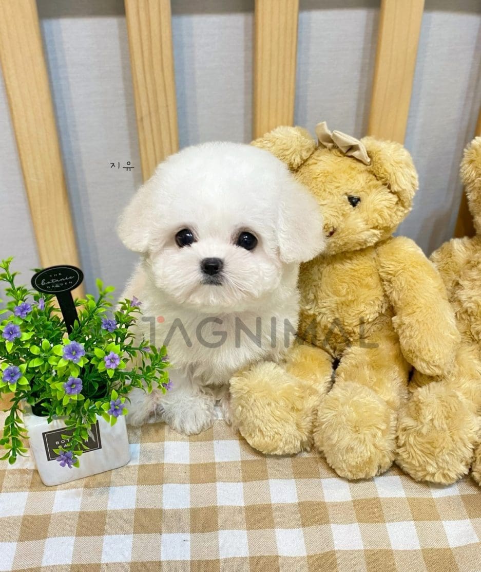 Bichon puppy for sale, dog for sale at Tagnimal