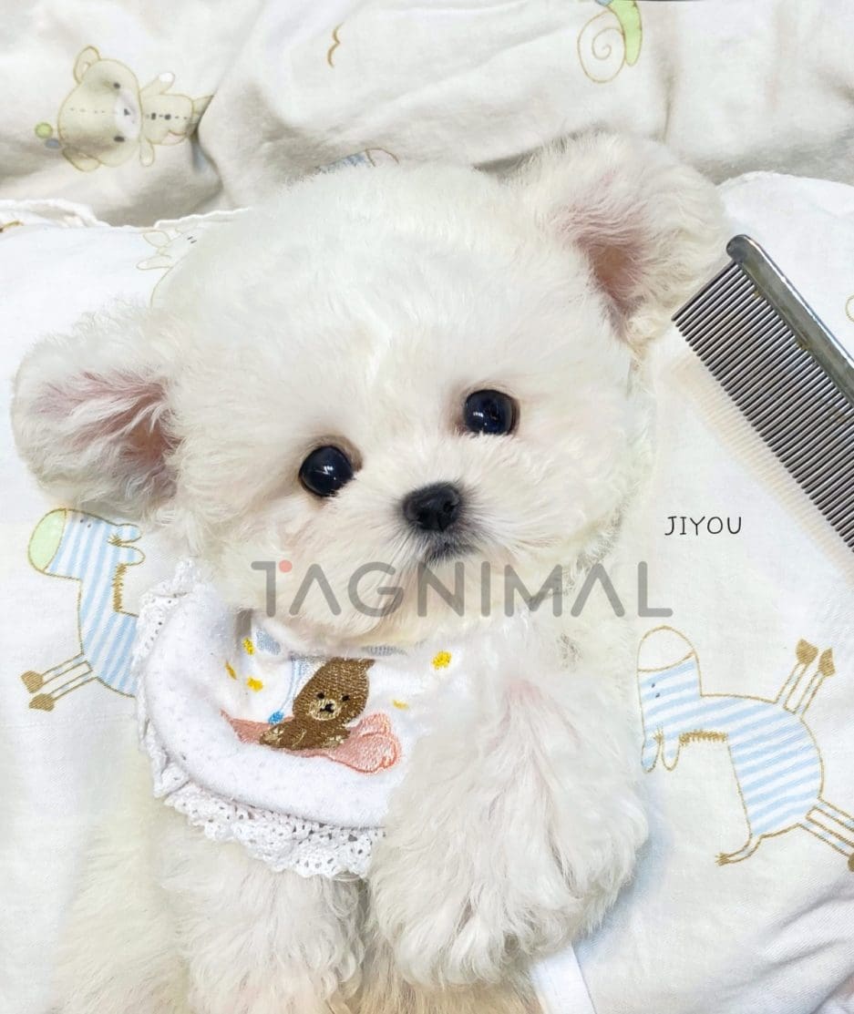 Bichon puppy for sale, dog for sale at Tagnimal