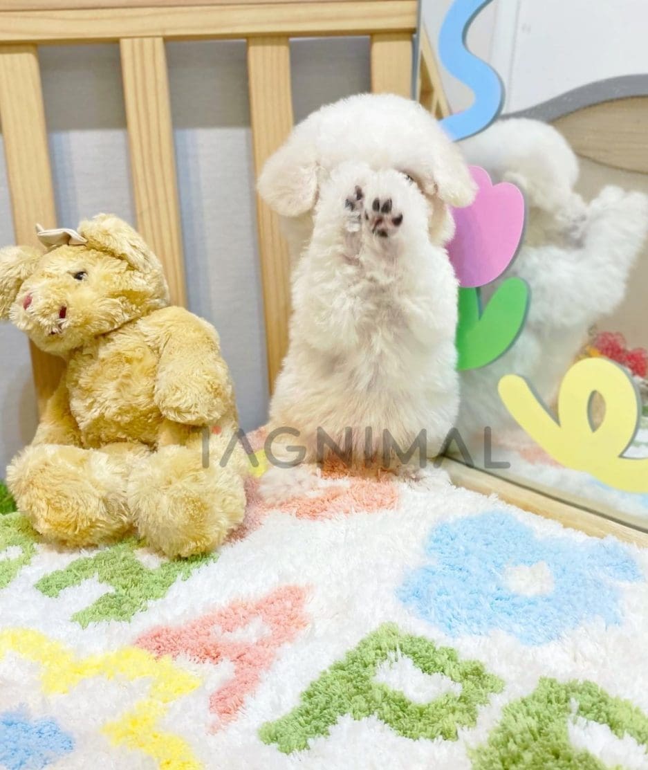 Bichon puppy for sale, dog for sale at Tagnimal