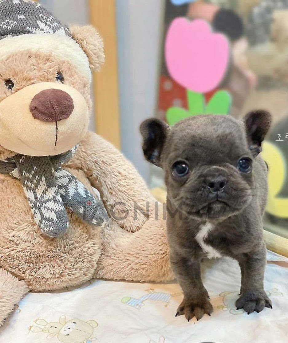 French Bulldog puppy for sale, dog for sale at Tagnimal