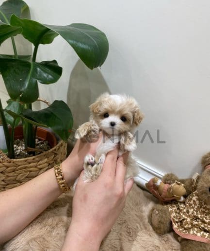 Maltipoo puppy for sale, dog for sale at Tagnimal