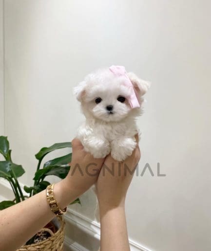 Maltese puppy for sale, dog for sale at Tagnimal