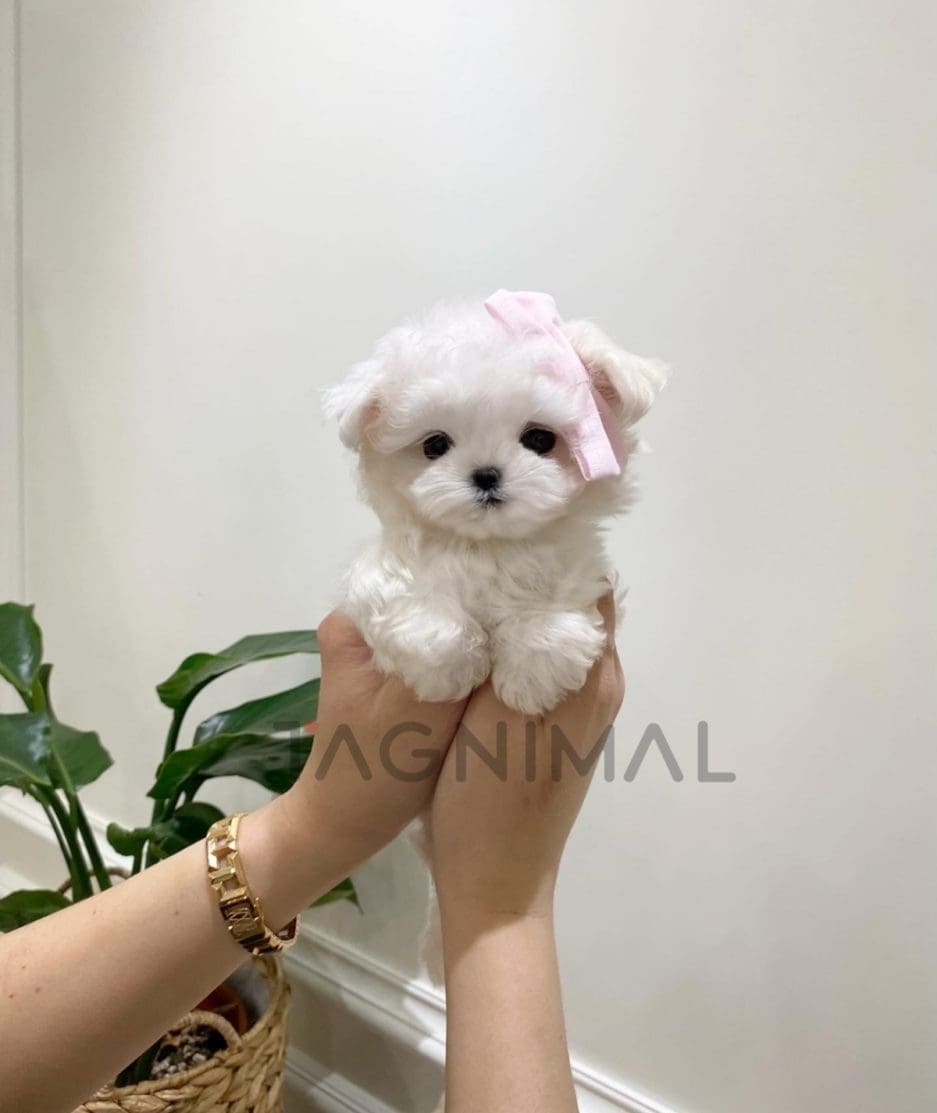 Bichon puppy for sale, dog for sale at Tagnimal