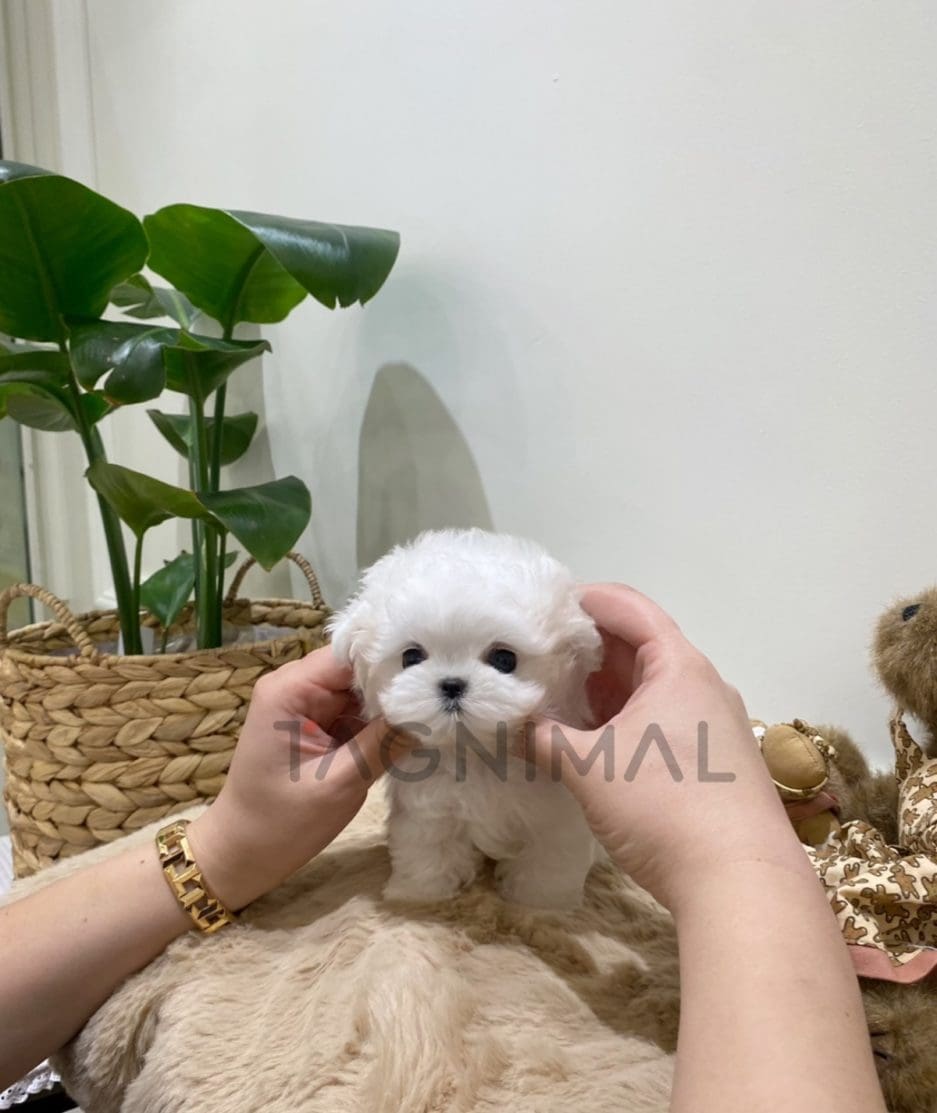 Bichon puppy for sale, dog for sale at Tagnimal