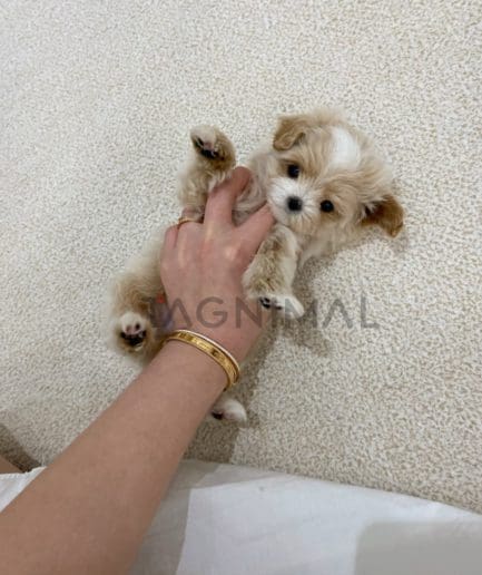 Maltipoo puppy for sale, dog for sale at Tagnimal