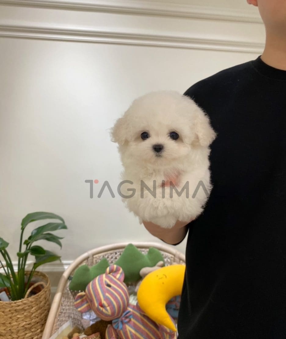 Bichon puppy for sale, dog for sale at Tagnimal