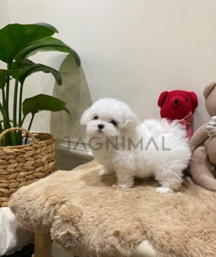 Bichon puppy for sale, dog for sale at Tagnimal