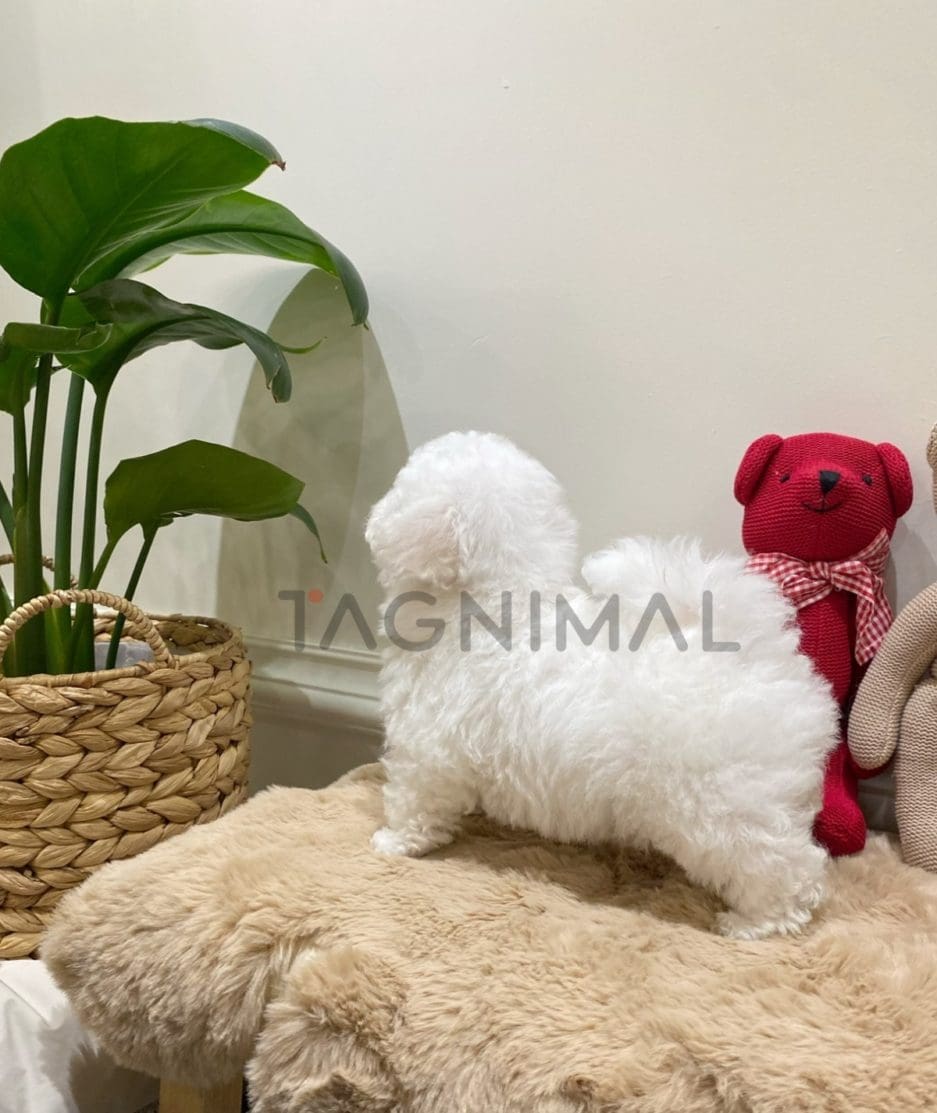 Bichon puppy for sale, dog for sale at Tagnimal