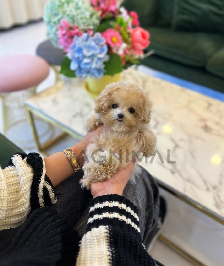 Maltipoo for sale, dog for sale at Tagnimal