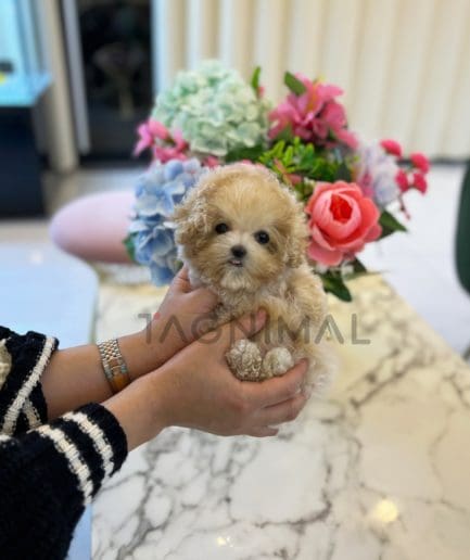 Maltipoo for sale, dog for sale at Tagnimal