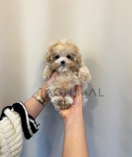 Maltipoo for sale, dog for sale at Tagnimal