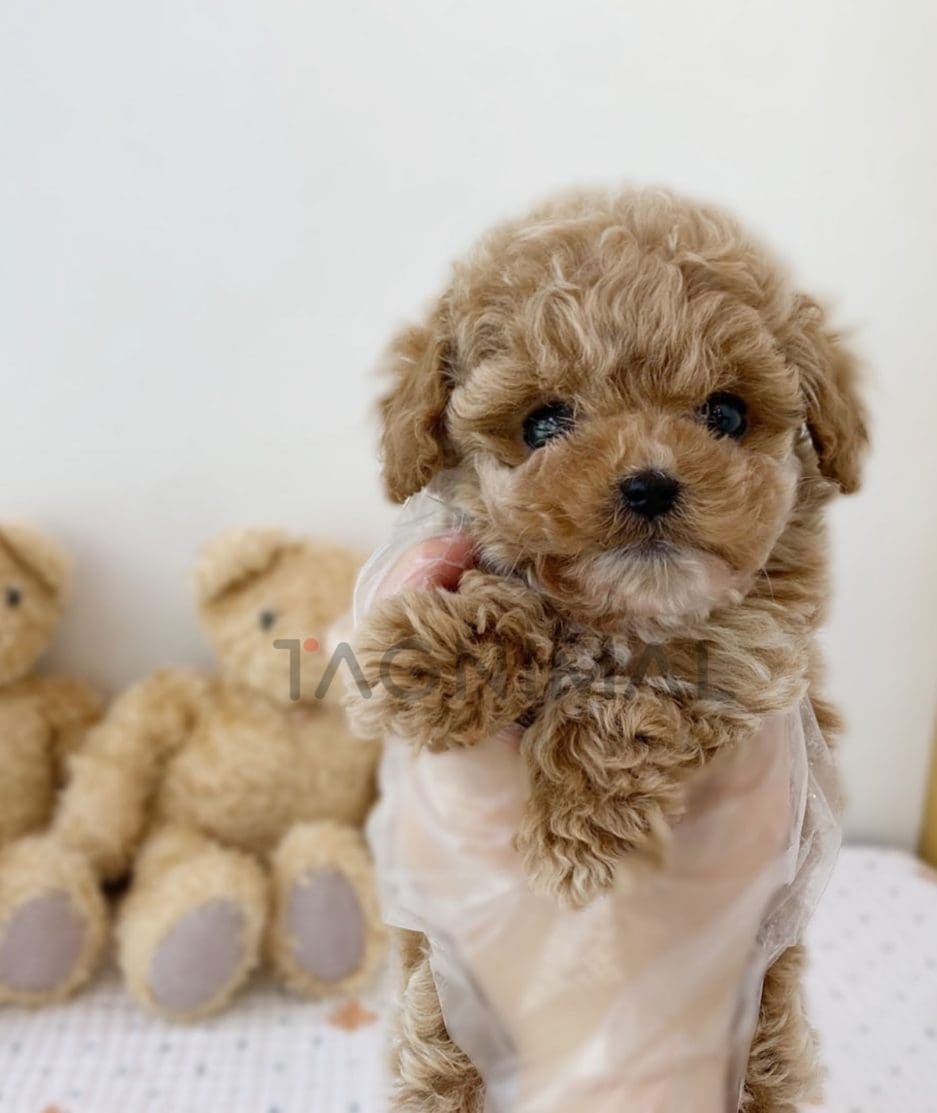 Maltipoo puppy for sale, dog for sale at Tagnimal