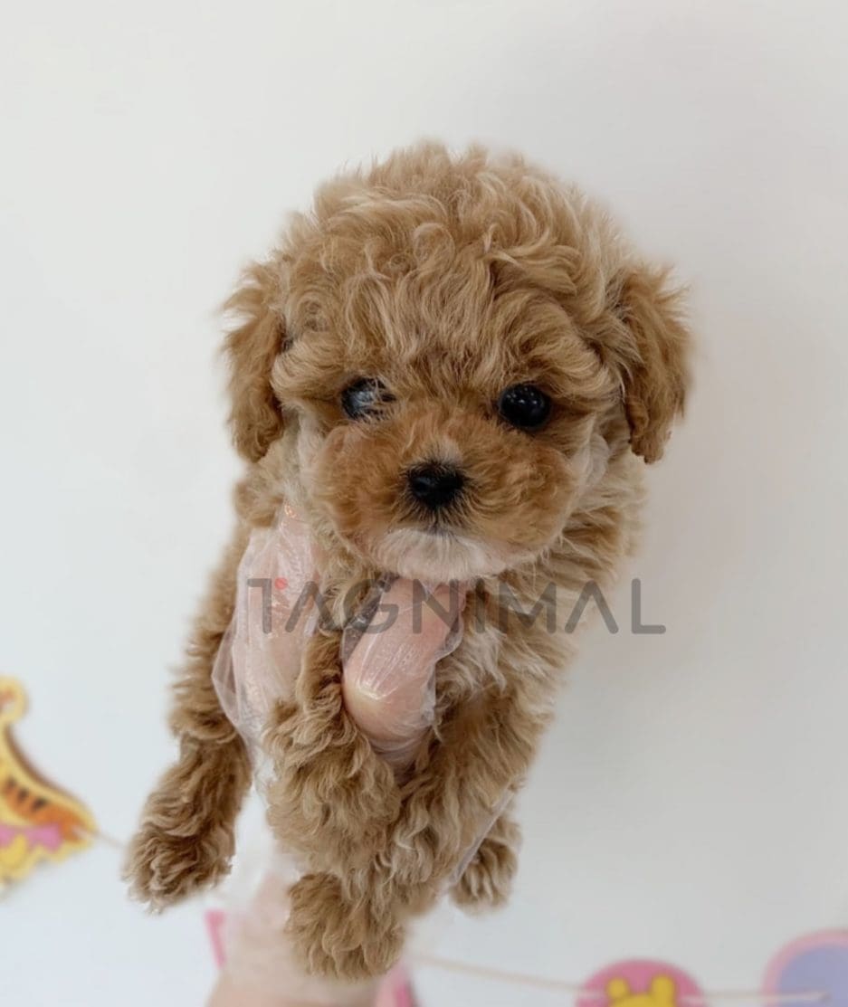 Maltipoo puppy for sale, dog for sale at Tagnimal