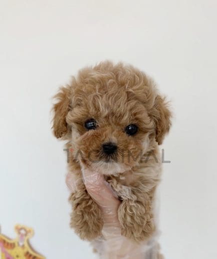 Maltipoo puppy for sale, dog for sale at Tagnimal