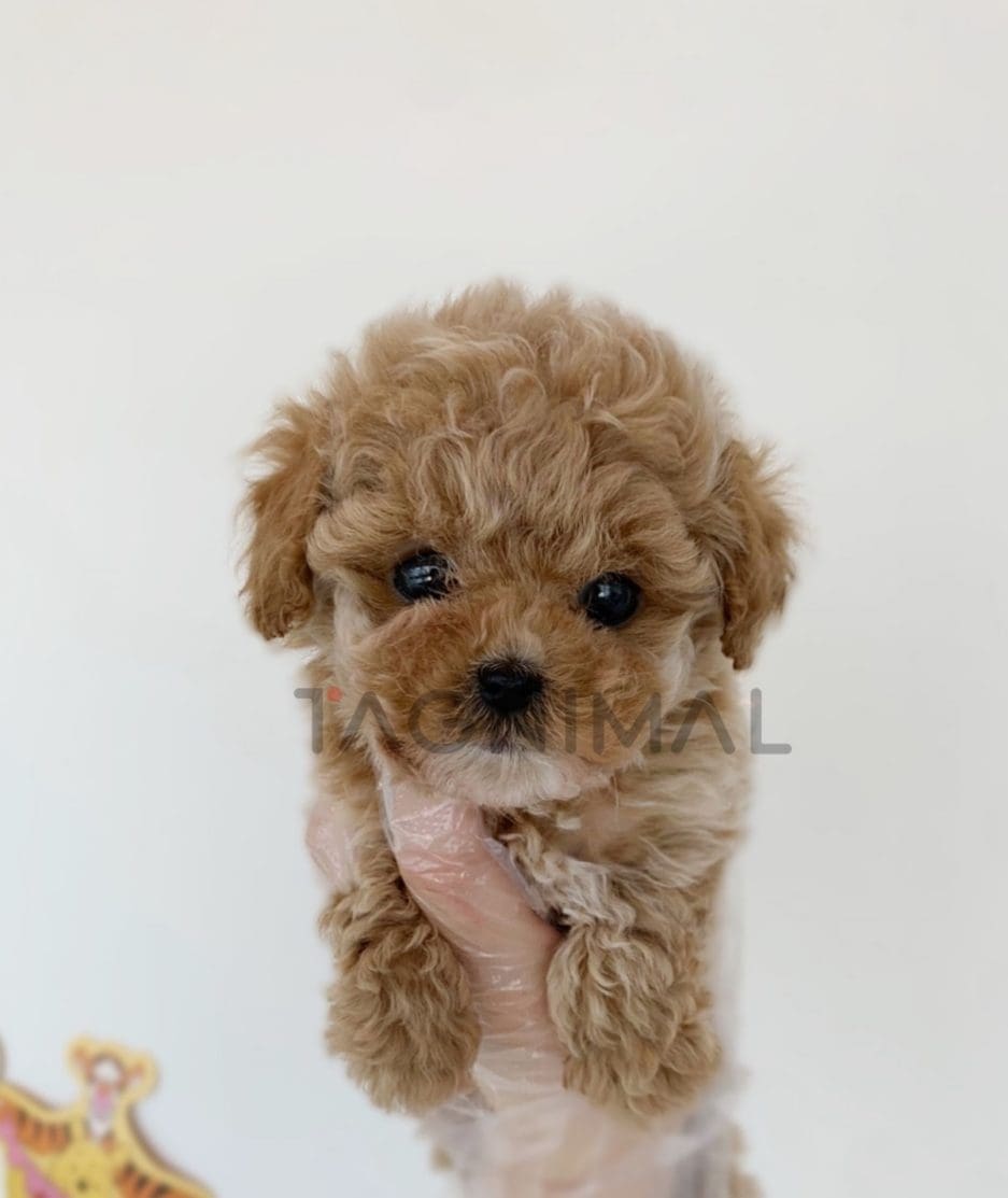 Maltipoo puppy for sale, dog for sale at Tagnimal