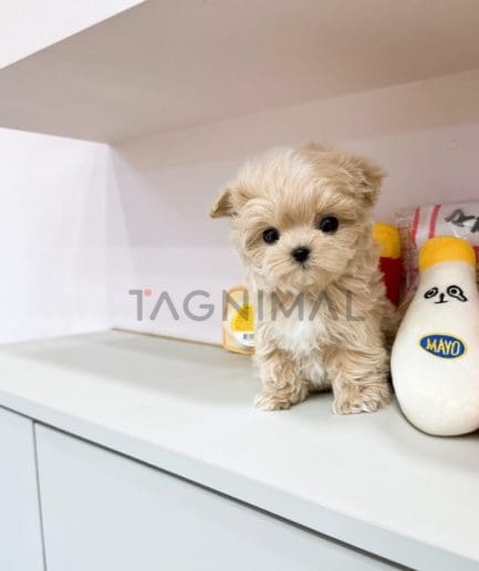 Maltipoo puppy for sale, dog for sale at Tagnimal