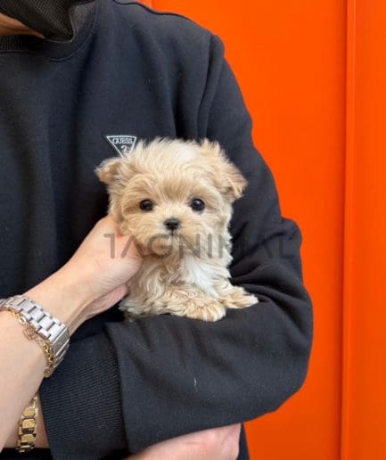 Maltipoo puppy for sale, dog for sale at Tagnimal